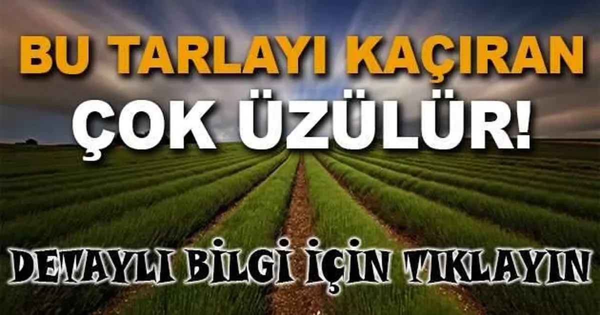 Amasya Göynücek'te 18.424 m² tarlanın 3/56 hissesi icradan satılıktır (çoklu satış)
