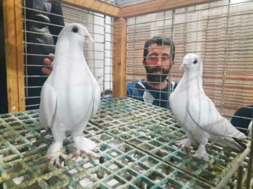 Bu güvercinin fiyatı servet değerinde