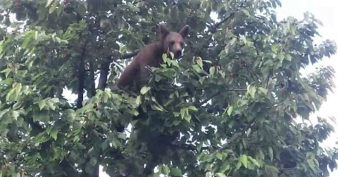 Kirazları Ağaçta Yiyen Ayıyı Görüntüledi
