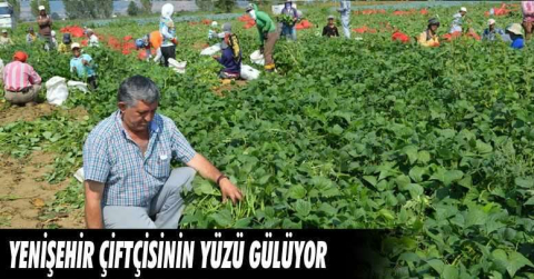 Yenişehir çiftçisinin yüzü gülüyor 