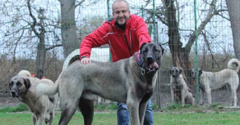 Kangal otomobilleri solladı