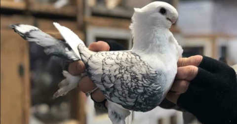 Bursa'da asırlık kuş pazarı