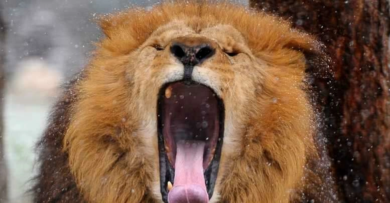 Kar altında hayvanların muhteşem görüntüleri