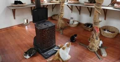 Bu kediler villalarda sobanın başında kışın tadını çıkarıyor