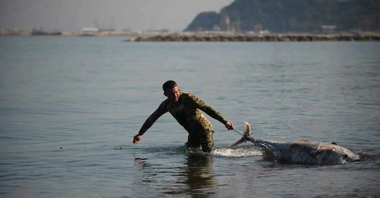 Yarım tonluk ölü orkinoslar karaya vurdu