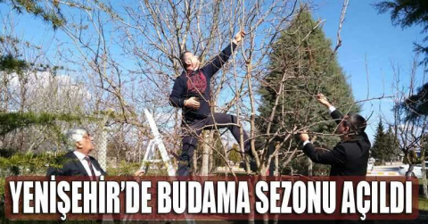 Meyve ağaçları budanıyor