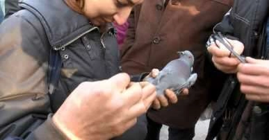 Ayağındaki ip nedeniyle ağaçta mahsur kalan güvercin kurtarıldı  