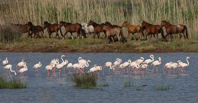 Gediz Deltası Unesco yolunda...