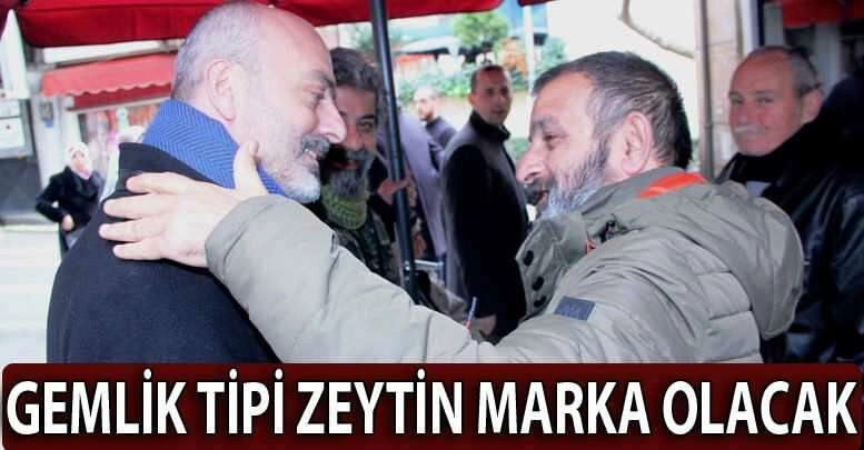 Gemlik tipi zeytine ciddi destek geliyor