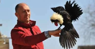 'Rahibe fizan' tavuk cinsi, ilginç görünümüyle dikkat çekiyor