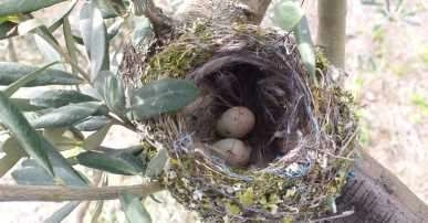  Dededen toruna yüzyıllardır süre gelen doğa dostu gelenek 