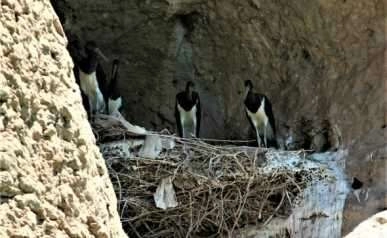 Yeni keşif 'Kara Leylek Kanyonu'