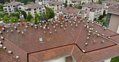 Leyleklerin göç molası havadan görüntülendi