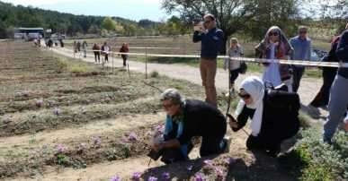 Kilosu 30 bin TL'den satılıyor!