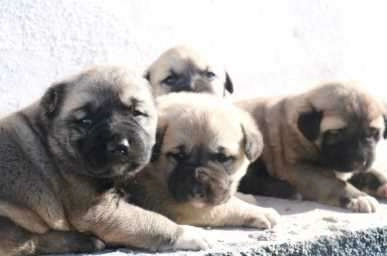 Yavru Kangallar vatan görevi için hazır