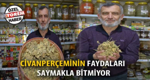 Civanperçeminin faydaları saymakla bitmiyor