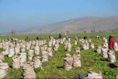 Havucun sofraya zahmetli yolculuğu