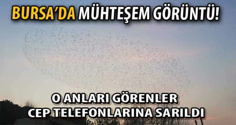 Kuşların muhteşem dansı herkesi büyüledi