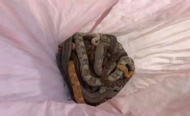 Yastık kılıfı içerisinde bırakılan yılanlar korkuttu