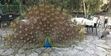 Mahalleyi tavus kuşları sardı