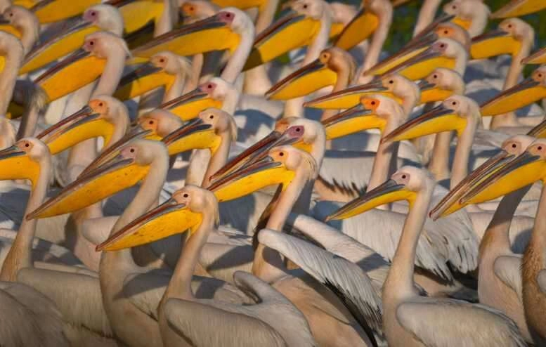 Binlerce kilometre öteden geldiler...