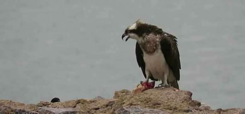 Tek yırtıcı balık, kartalı görüntülendi