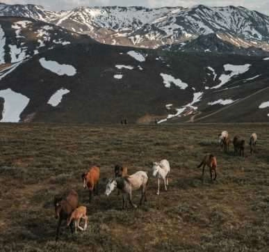 Yellibel Yaylası'ndaki yılkı atlarının hayran bırakan görüntüleri