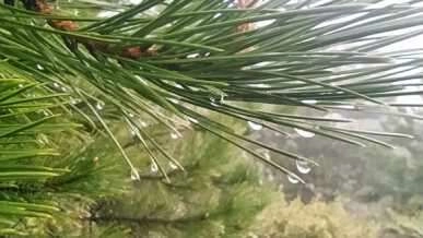 Yağmur damlaları ilginç görüntüler oluşturdu