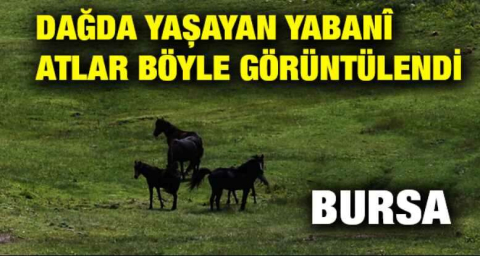 Bursa'da dağda yaşayan yabanî atlar böyle görüntülendi