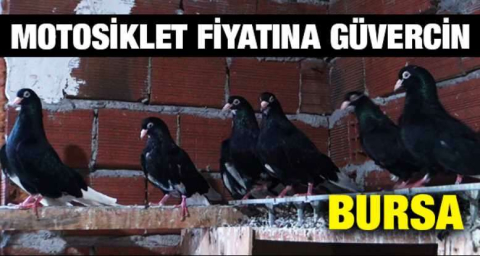 Bursa'da motosiklet fiyatına güvercin