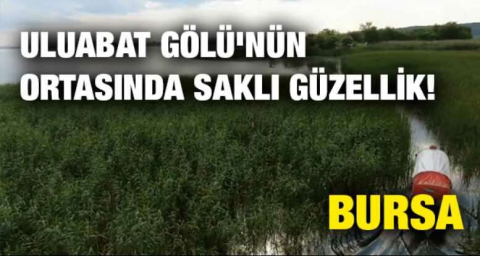 Bursa Uluabat Gölü'nün ortasında saklı güzellik!
