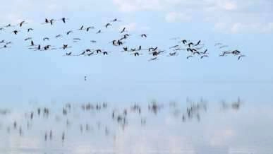 Doğa harikası Tuz Gölü'nde yavru flamingo şöleni