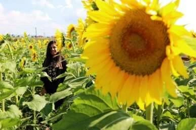 Ayçiçeği şöleni