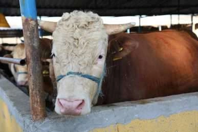 Kurban kesim yerleri belirlendi