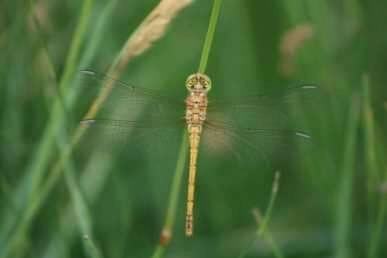 Birbirinden güzel yusufçuk türleri doğayı renklendirdi