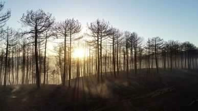 Yangının izleri gün ışığıyla ortaya çıktı
