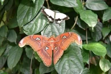 Dünyanın en büyük kelebeği 