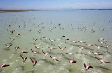 Flamingolar Arin Gölü'nü renklendiriyor
