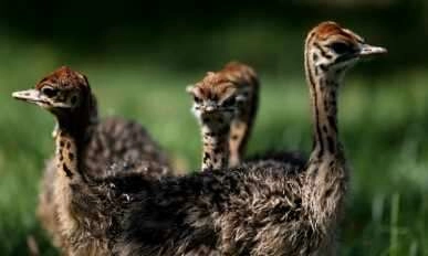 Bursa Hayvanat Bahçesi’nde devekuşu yavrusu sevinci yaşanıyor