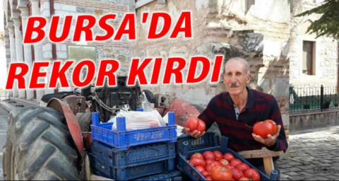 Bursa'da Osmanlı domatesi rekor kırdı