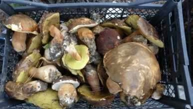 Kilosu 25 lira! Köylünün gelir kapısı oldu - Avrupa ülkelerine ihraç ediliyor