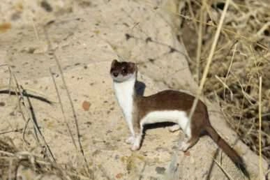 Gelincik, beyaz ve kahverengi görüntüsüyle poz verdi