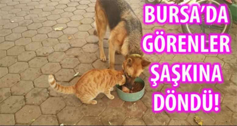 BURSA'DA GÖRENLER ŞAŞKINA DÖNDÜ!