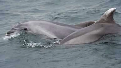 Marmara'da yunusların şovu