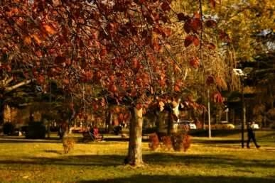 Elazığ'da sonbaharın son demleri görsel şölen oluşturuyor