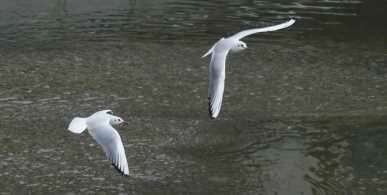 Ankara'nın martıları