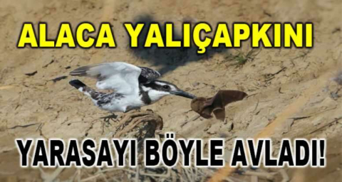 Alaca yalıçapkını yarasayı böyle avladı