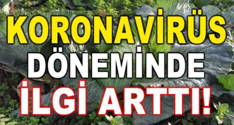 Koronavirüs döneminde ilgi arttı!