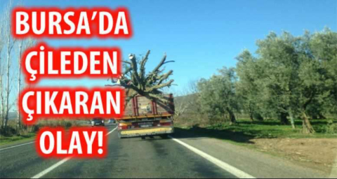 BURSA'DA ÇİLEDEN ÇIKARAN OLAY!