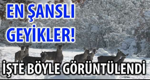 En şanslı geyikler!